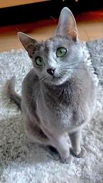 Blauwe Rus Katze met Stamboom, Dieren en Toebehoren, Poes, Met stamboom, 0 tot 2 jaar