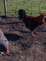 Broedeieren welsumer x amrock, Geslacht onbekend, Kip