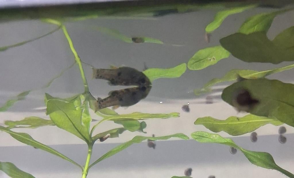 Jonge Molly's, Dieren en Toebehoren, Vis, Zoetwatervis