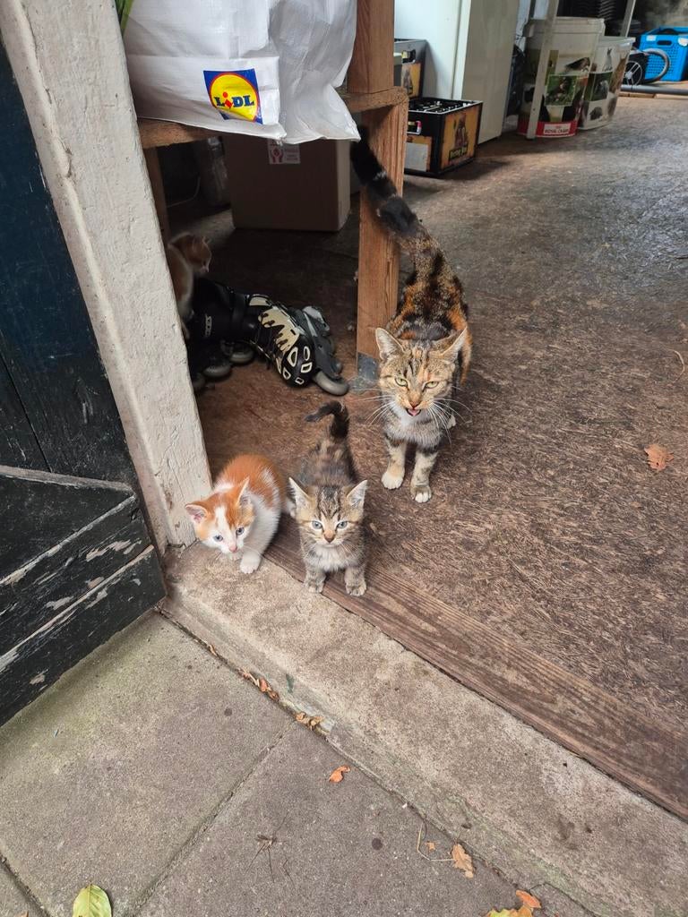 boerderij poes, Eend