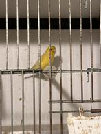 Te koop mannen kanaries, Dieren en Toebehoren, Mannelijk, Kleurkanarie
