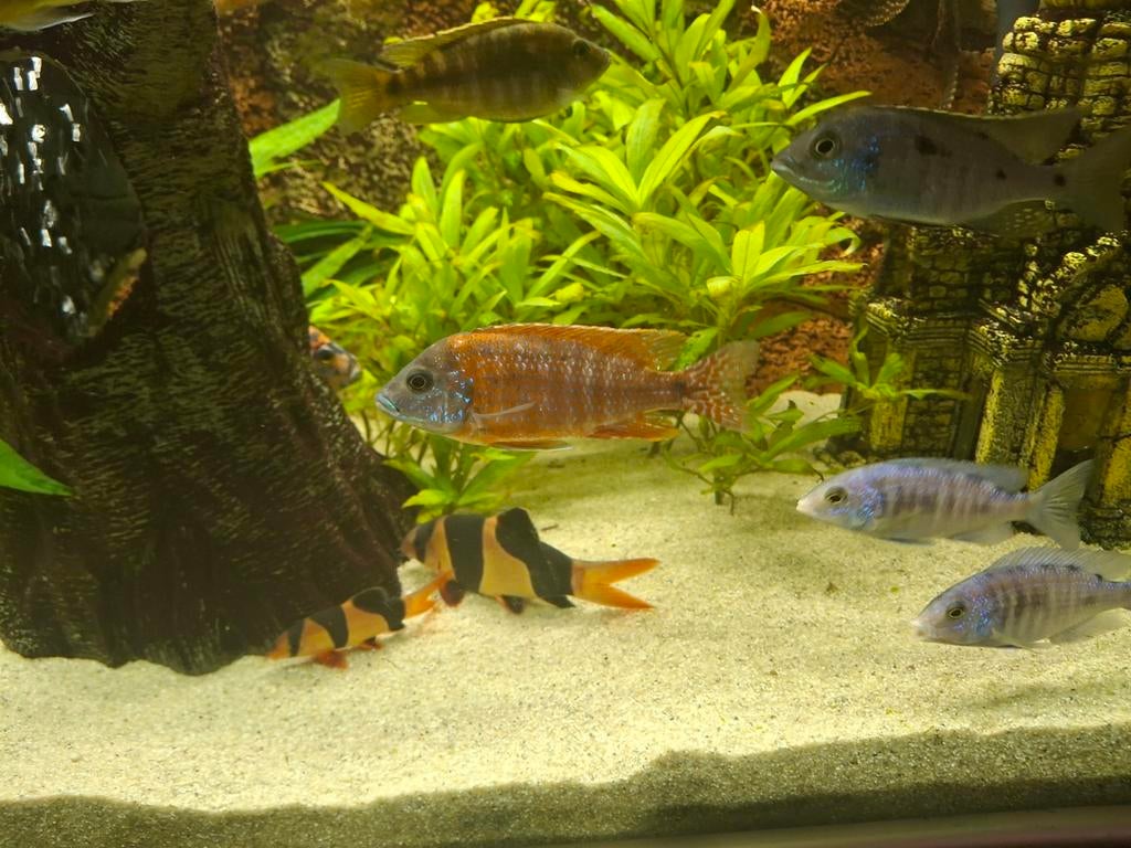 Malawi cichliden, Dieren en Toebehoren, Vissen | Aquariumvissen, Vis