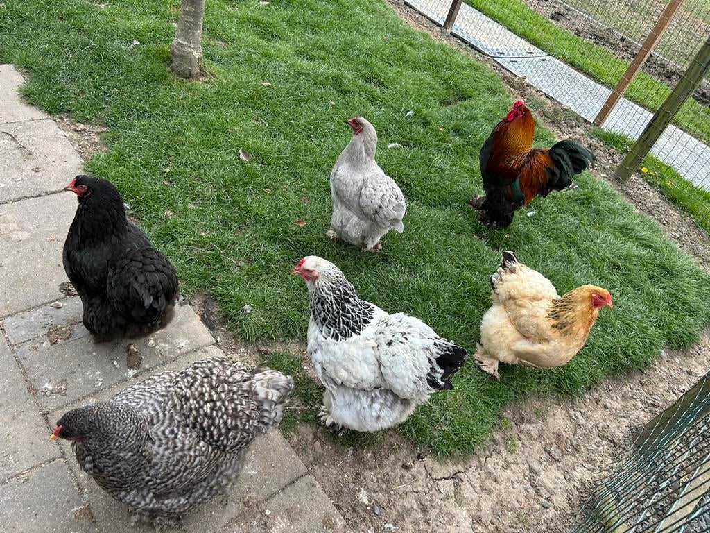 Brahma broedeieren te koop!, Geslacht onbekend, Kip