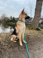 Lieve Duits-Zwitserse Herder reu 9 mnd zoekt nieuw thuis, 15 weken tot 1 jaar, Reu, Parvo, Eén hond