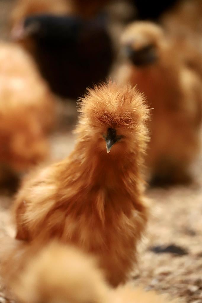 Zijdehoender krielen | Vriendelijke kippen | Passend advies, Meerdere dieren, Kip