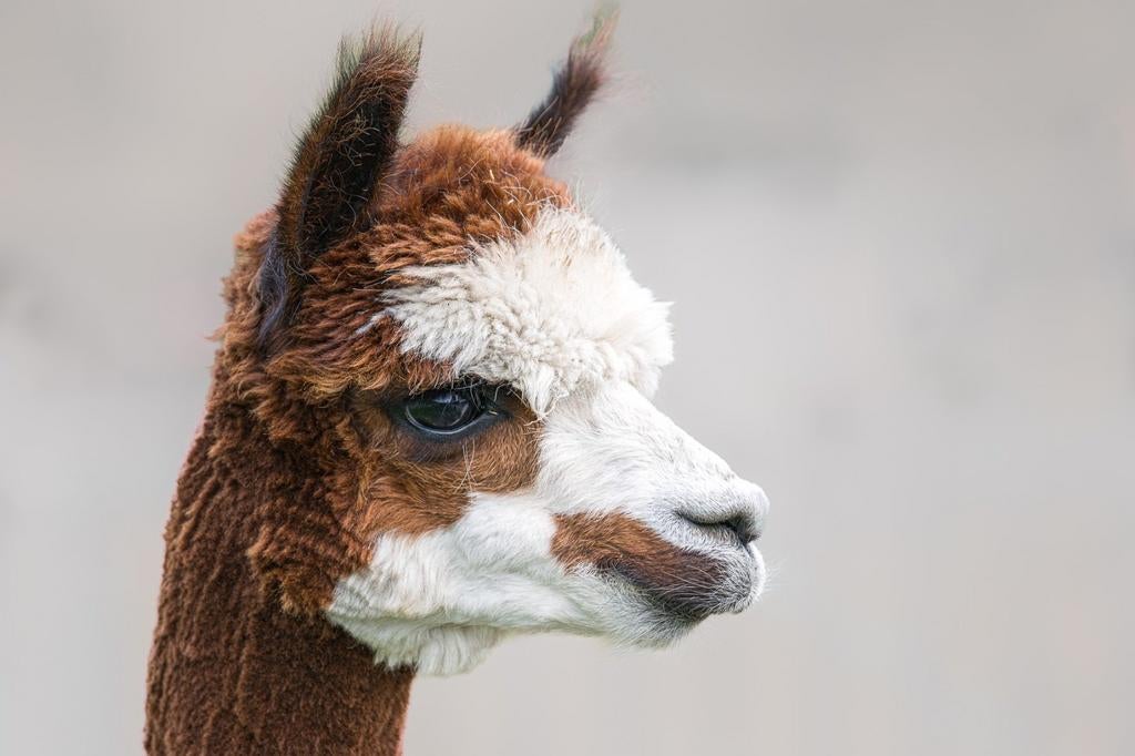 Alpaca hengst, Dieren en Toebehoren, Overige Dieren, Juli, Mannelijk
