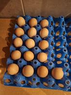 Broedeieren van de cochin kriel kip, Geslacht onbekend, Kip