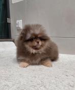 Merle Reutje Pomeriaan/Pomeranian Aanwezig in NL, Keeshond, 15 weken tot 1 jaar, Reu, Buitenland