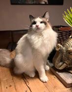 Ragdoll kater te koop, Kater, 0 tot 2 jaar