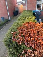 Taxus haag - gratis ‼️, Tuin en Terras, Vaste plant, Bloeit niet, Halfschaduw, Ophalen