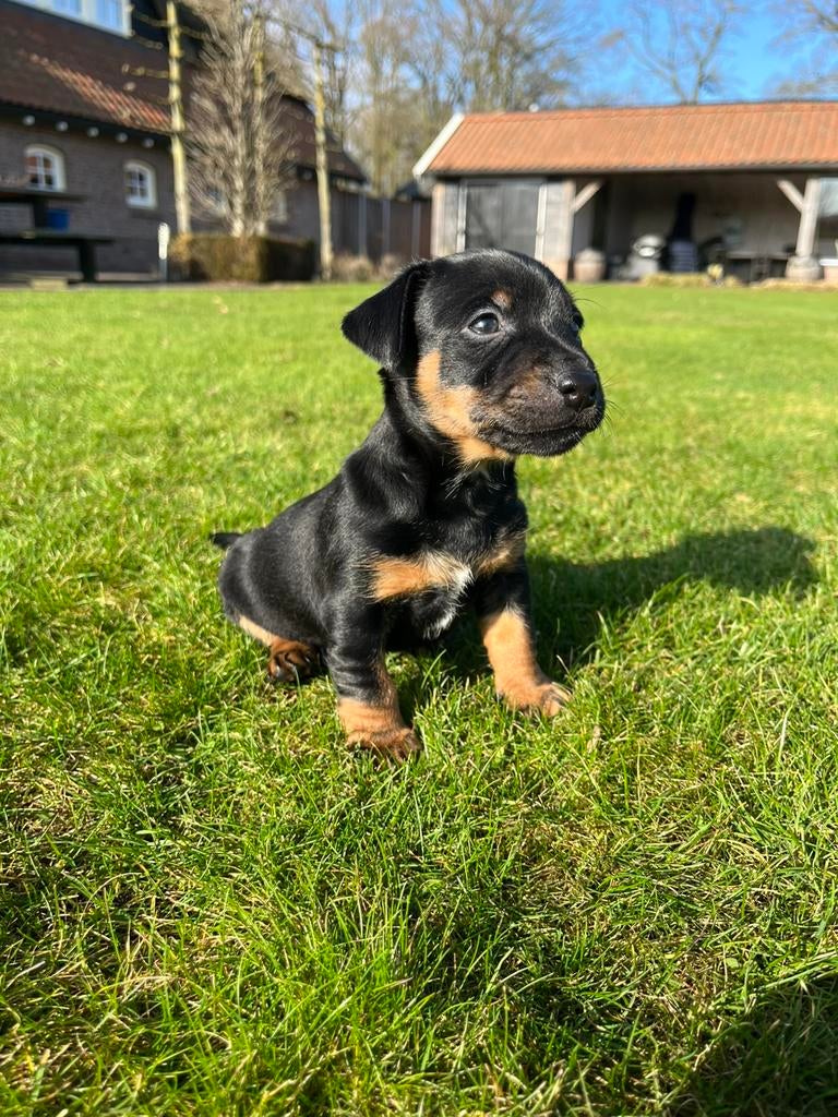 Mooie gezonde jack russel pup, Dieren en Toebehoren, Honden | Jack Russells en Terriërs, Jack Russell Terriër, 8 tot 15 weken