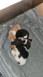 Kittens, Dieren en Toebehoren, Katten en Kittens | Overige Katten, Meerdere dieren, Kortharig, 0 tot 2 jaar