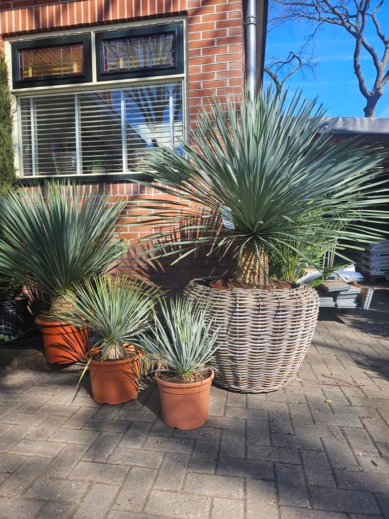 4 maten Yucca Rostrata vanaf 39 euro, Tuin en Terras, Planten | Bomen, Volle zon, Verzenden, 100 tot 250 cm, Olijfboom