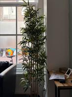 Bamboe kunstplant, Ophalen, Bloeit niet, Halfschaduw, Overige soorten