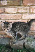 Kitten zo’n 8 weken oud!!, Dieren en Toebehoren, Katten en Kittens | Overige Katten, Poes, Kortharig, 0 tot 2 jaar