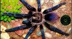 Phormictopus auratus, Overige soorten, Met terrarium, 0 tot 2 jaar