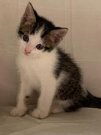 kitten katertje  nu bijna 8 weken, Kater, Ontwormd, 0 tot 2 jaar