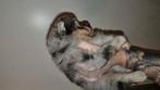 Te koop: Raszuivere Mini Pomeriaan Bear Face Puppy – Reutje, Dieren en Toebehoren, Honden | Chihuahua's en Gezelschapshonden, Eén hond