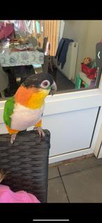Mooie caique papegaai te koop, Mannelijk, Papegaai