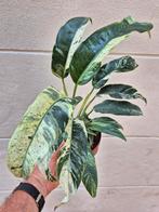 Epipremnum Gigantheum Variegata p12 (1), Ophalen of Verzenden, Overige soorten, Minder dan 100 cm