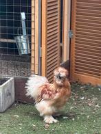 Tamme USA zijdehoen hanen, Dieren en Toebehoren, Pluimvee, Mannelijk, Kip