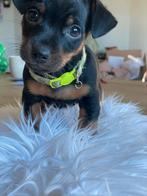 Jack Russell pups - Black & Tan, Jack Russell Terriër, 8 tot 15 weken, Teef, Meerdere