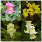 Zaden leeuwenbekje mix (Antirrhinum majus), Tuin en Terras, Bloembollen en Zaden, Ophalen of Verzenden, Voorjaar, Volle zon, Zaad