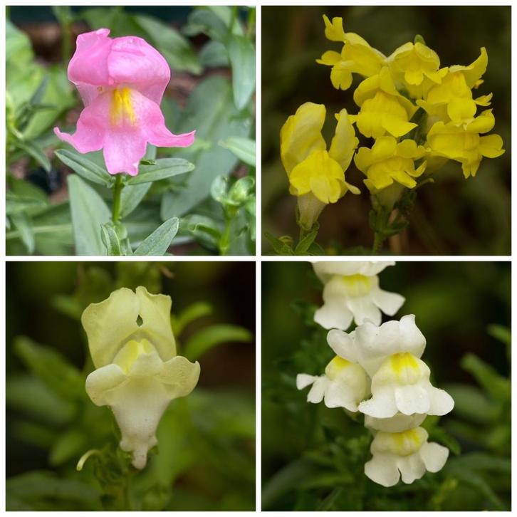 Zaden leeuwenbekje mix (Antirrhinum majus), Tuin en Terras, Bloembollen en Zaden, Zaad, Voorjaar, Volle zon, Ophalen of Verzenden