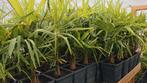 Winterharde Palmen Trachycarpus fortunei, Tuin en Terras, Planten | Tuinplanten, Ophalen, Zomer, Overige soorten, Volle zon