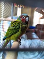 Baby pyrrhura Emma halftam, Dieren en Toebehoren, Vogels | Parkieten en Papegaaien, Geslacht onbekend, Papegaai, Geringd