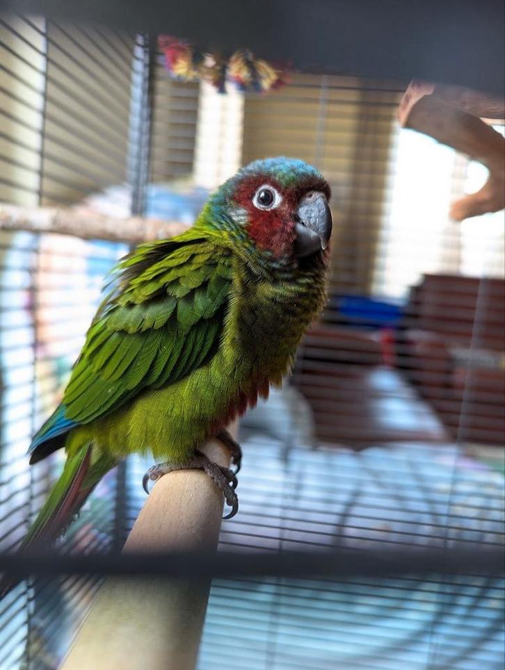 Baby pyrrhura Emma halftam, Dieren en Toebehoren, Vogels | Parkieten en Papegaaien, Papegaai, Geslacht onbekend, Geringd