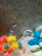 Neon Tetra’s, Dieren en Toebehoren, Vissen | Aquariumvissen, Vis, Zoetwatervis, Schoolvis