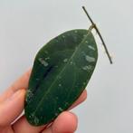 Geworteld Hoya Rintzii Borneo Stekje [3], Ophalen of Verzenden