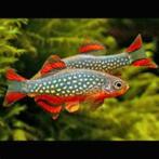 Rasbora galaxy, Dieren en Toebehoren, Vissen | Aquariumvissen, Vis, Zoetwatervis, Schoolvis