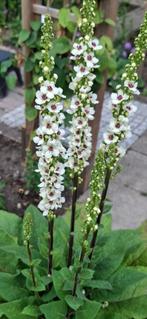 Verbascum Chaixii Album, Ophalen of Verzenden, Voorjaar, Volle zon, Zaad