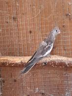 Jonge valkparkiet, Dieren en Toebehoren, Vogels | Parkieten en Papegaaien