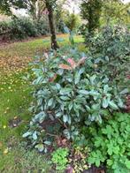 photinia, Tuin en Terras, Ophalen, Overige soorten, Struik, 100 tot 250 cm