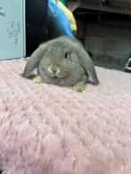 Franse hangoor, Dieren en Toebehoren, Mannelijk, Groot, Hangoor