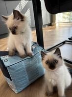 VERWACHT! Siamees- Ragdoll kittens, Dieren en Toebehoren, Katten en Kittens | Raskatten | Langhaar, Meerdere dieren, Gechipt, 0 tot 2 jaar