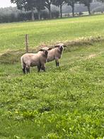 Hampshire Down rammen., Dieren en Toebehoren, Schapen, Geiten en Varkens, Mannelijk, Schaap, 0 tot 2 jaar
