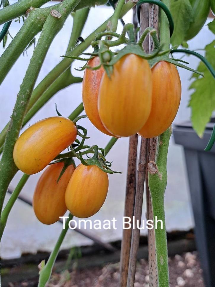 Zaden tomaat blush, Tuin en Terras, Bloembollen en Zaden, Volle zon, Verzenden