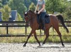 Knappe D/E pony, Dieren en Toebehoren, Pony's, Ruin, Zadelmak, Gechipt, 3 tot 6 jaar