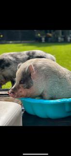 2 varkens zoeken nieuw huis, Dieren en Toebehoren, Vrouwelijk, Varken, 3 tot 5 jaar