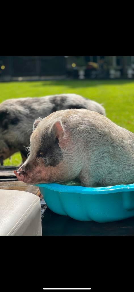 2 varkens zoeken nieuw huis, Dieren en Toebehoren, Schapen, Geiten en Varkens, Varken, Vrouwelijk, 3 tot 5 jaar