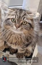 Koos is vermist, Dieren en Toebehoren, Vermiste en Gevonden Dieren, Kat