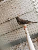 Edelzanger pop., Dieren en Toebehoren, Vrouwelijk, Tropenvogel, Geringd