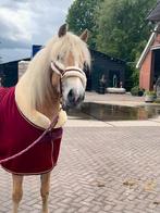 Prachtige haflinger Merrie, Merrie, Zadelmak, 3 tot 6 jaar
