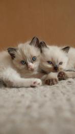 Ragdoll kittens, Dieren en Toebehoren, Katten en Kittens | Raskatten | Langhaar, Meerdere dieren, Ontwormd