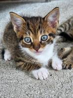 Kittens, Dieren en Toebehoren