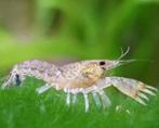 Cambarellus Diminutus, Dieren en Toebehoren, Vissen | Aquariumvissen, Kreeft, Krab of Garnaal